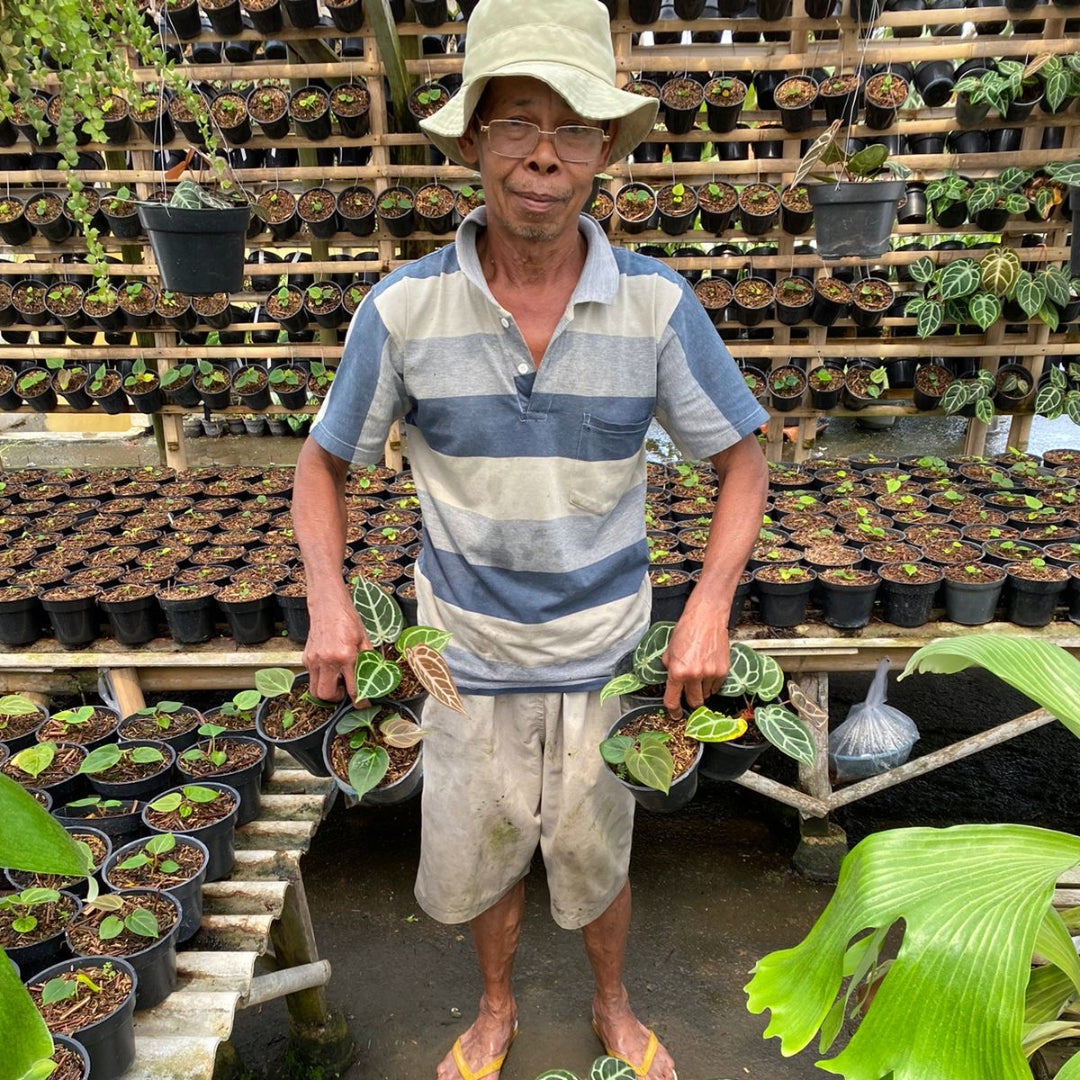 Mr HU select anthuriums for protoleaf.ca