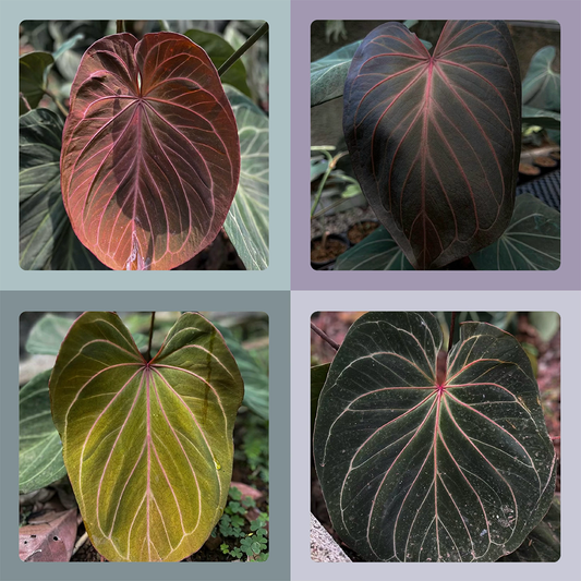 Popular Anthurium Varieties Kickoff