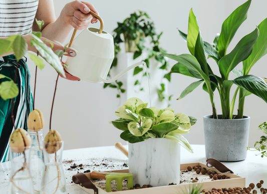 How to take care of an Anthurium, in Canada