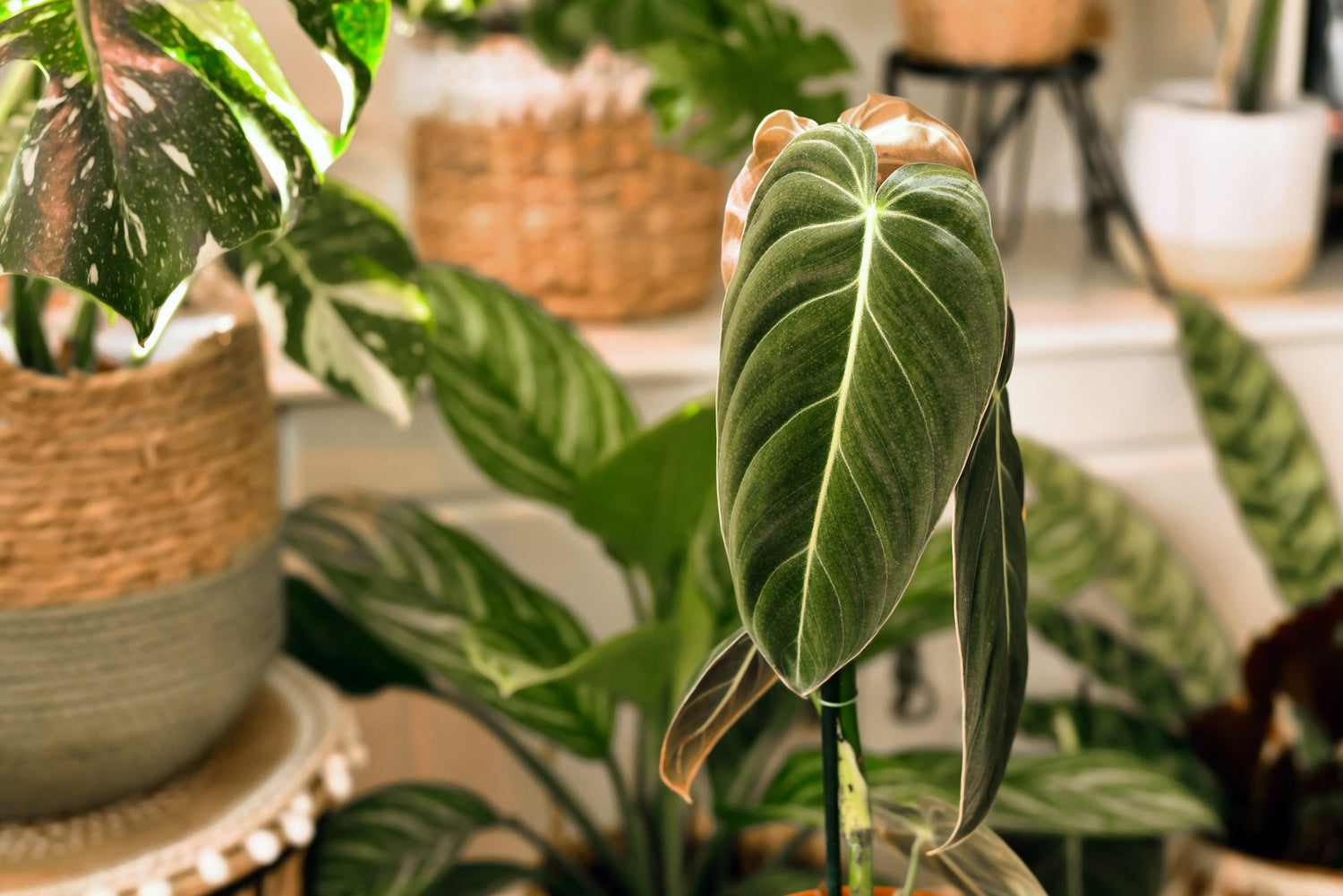 Buy Rare Philodendron in Canada