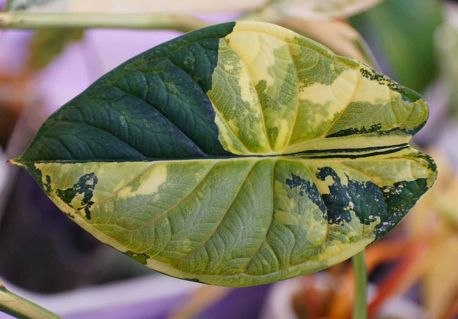 Variegated Alocasia - Protoleaf.ca