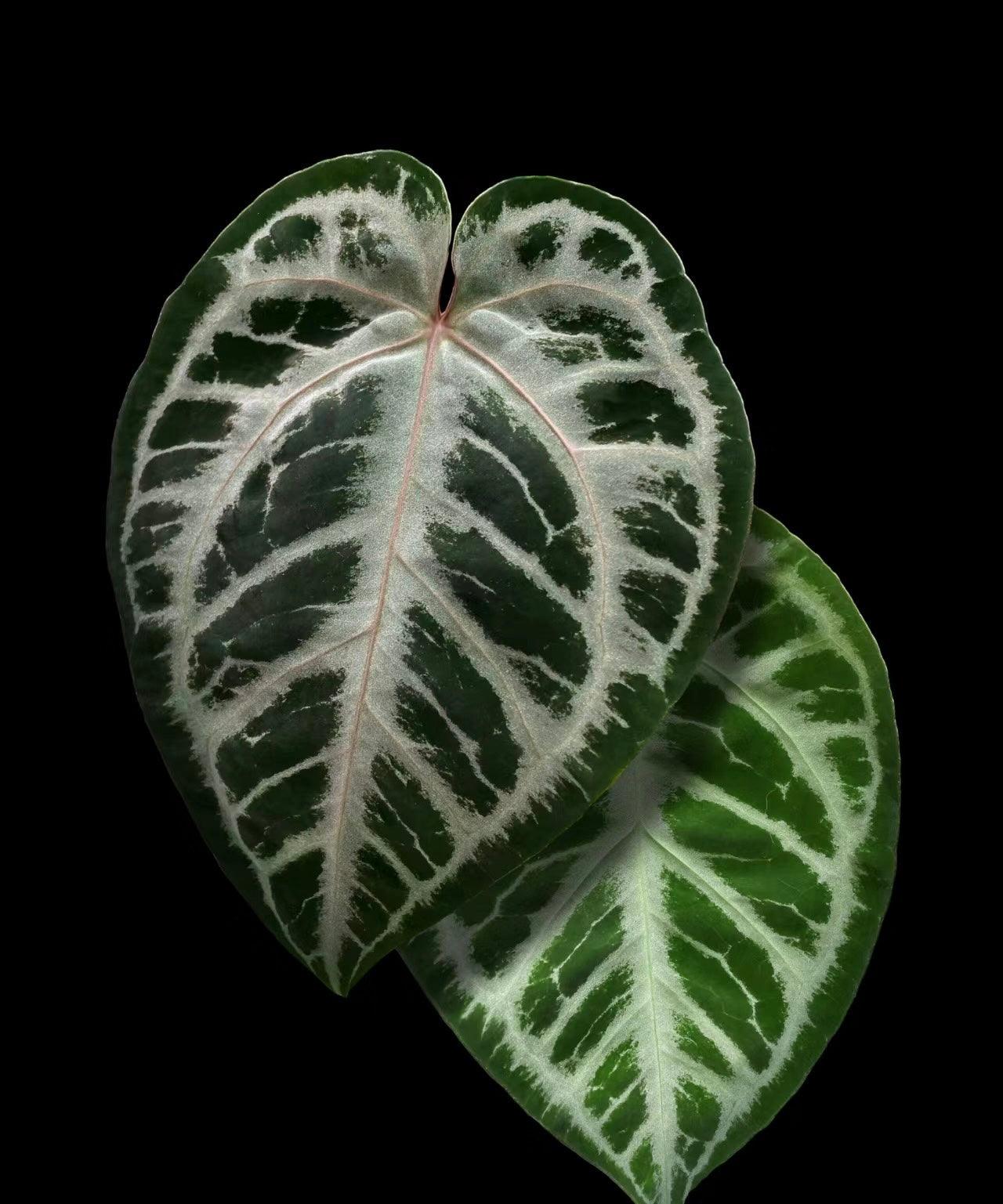 Anthurium-protoleaf.ca