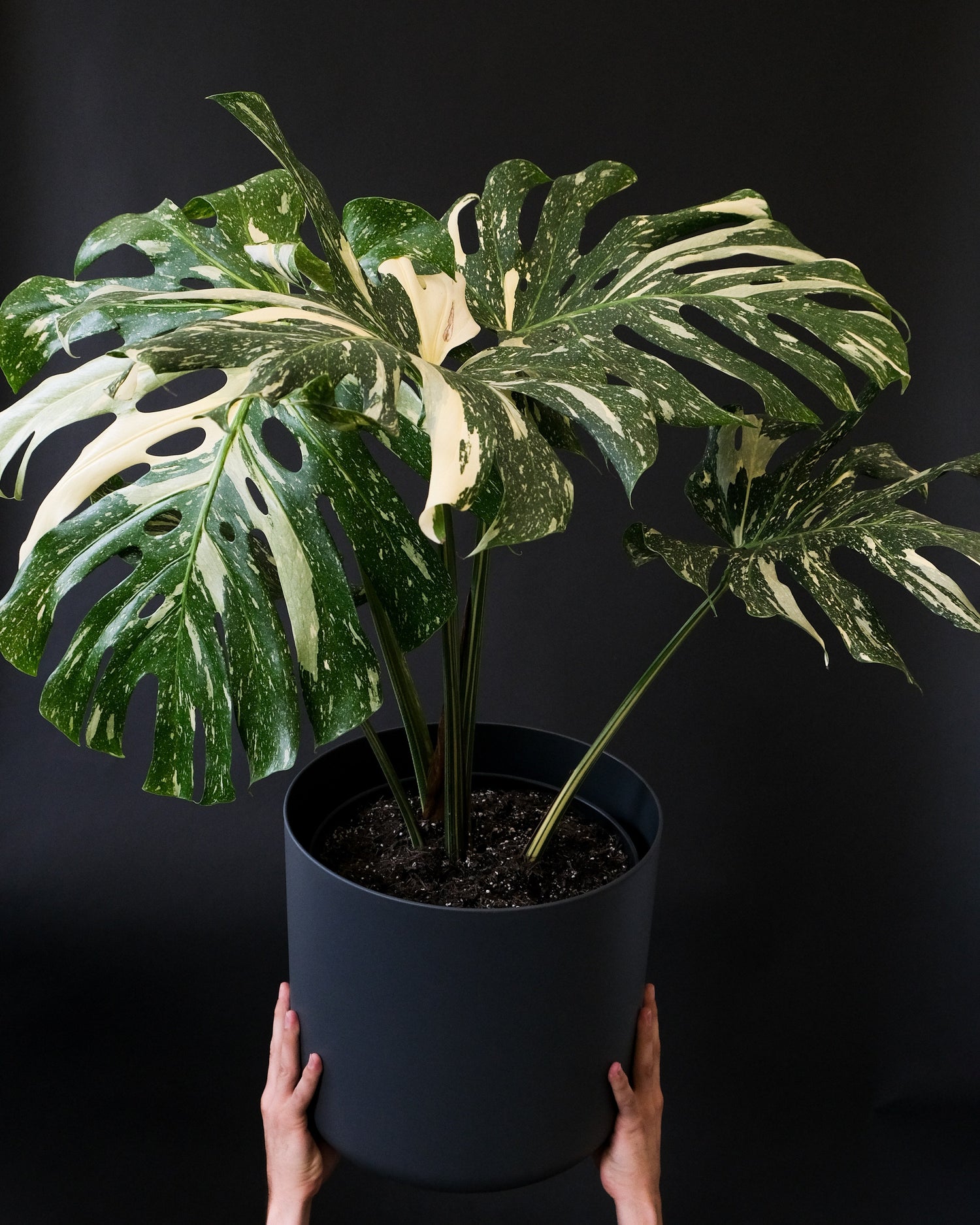 monstera albo