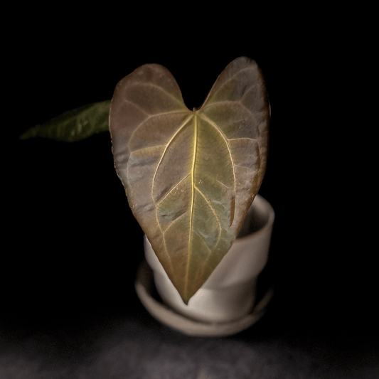 Anthurium AOS