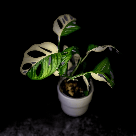 Monstera Adansonii Albo Variegated