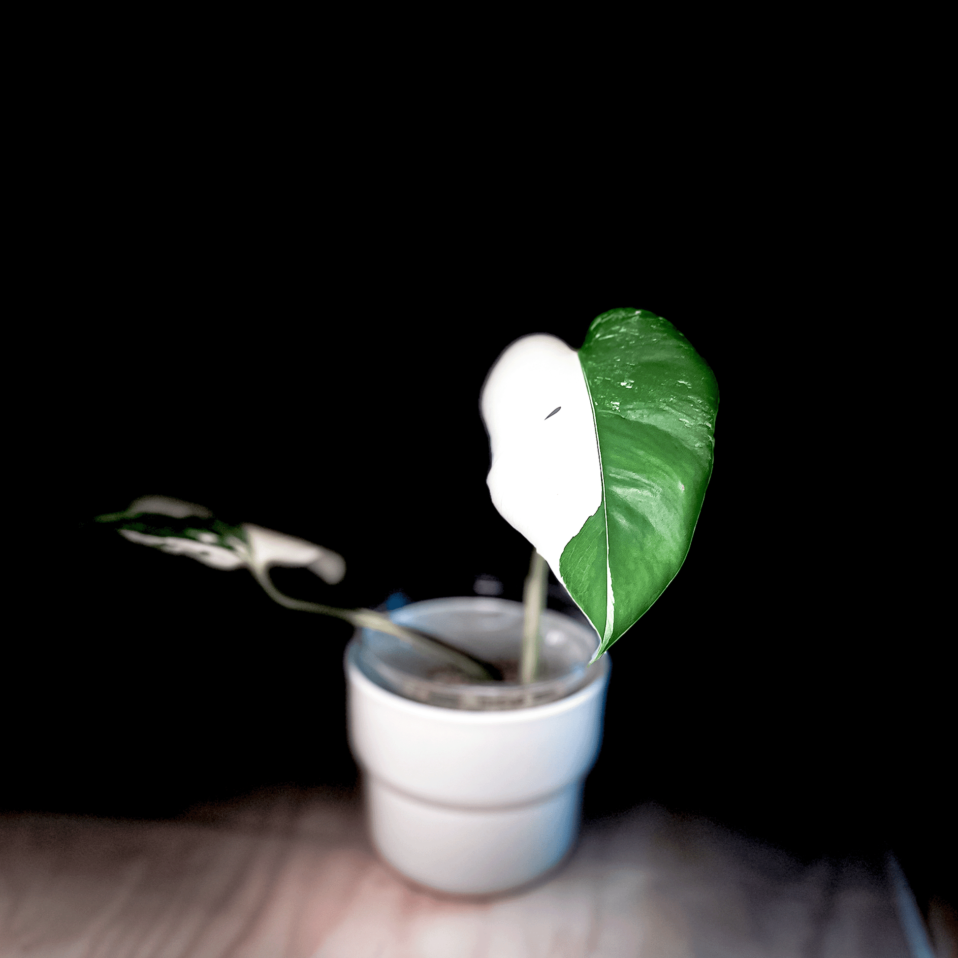 Monstera Deliciosa Albo Variegata