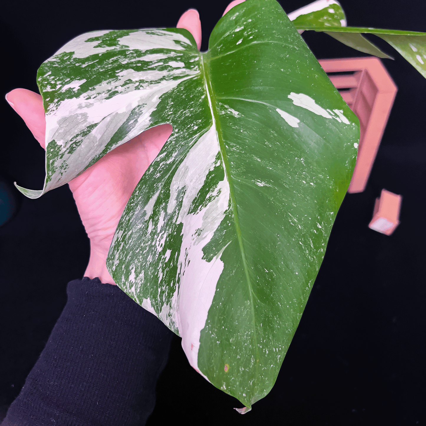 Monstera Deliciosa Albo Variegata