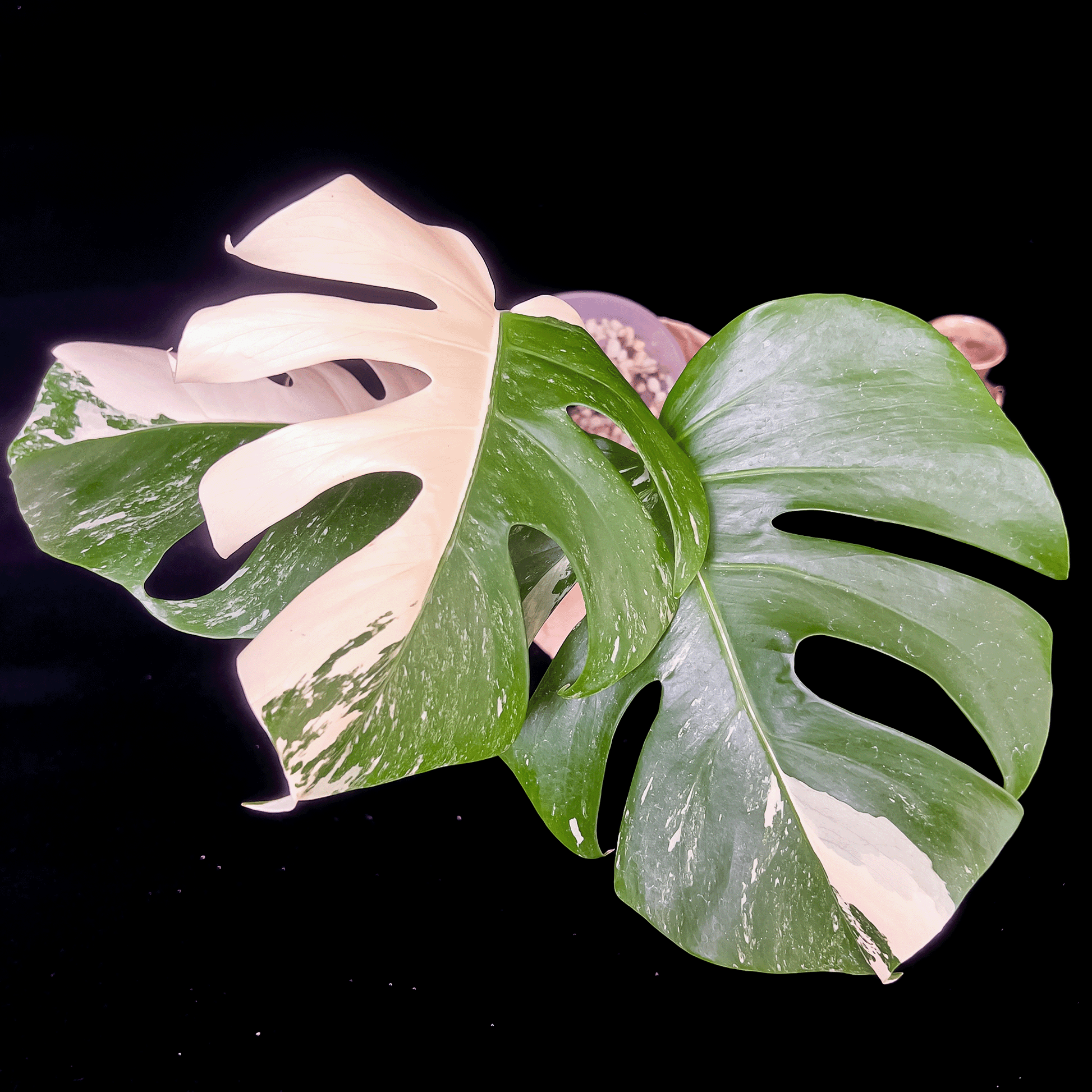 Monstera Deliciosa Albo Variegata