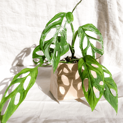 Monstera Adansonii Variegata 'Mint'