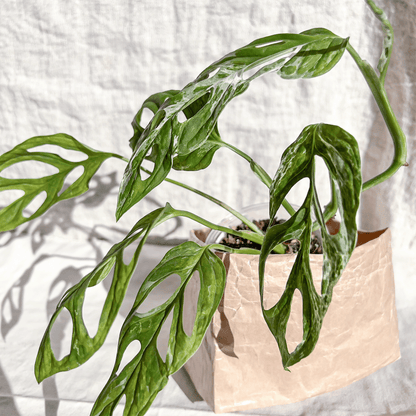 Monstera Adansonii Variegata 'Mint'