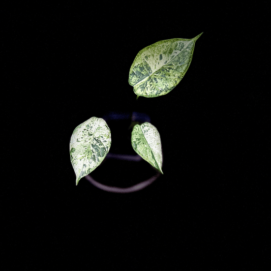 Alocasia Dragon Scale Mint Variegated