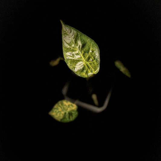 Alocasia Wentii Aurea Variegata