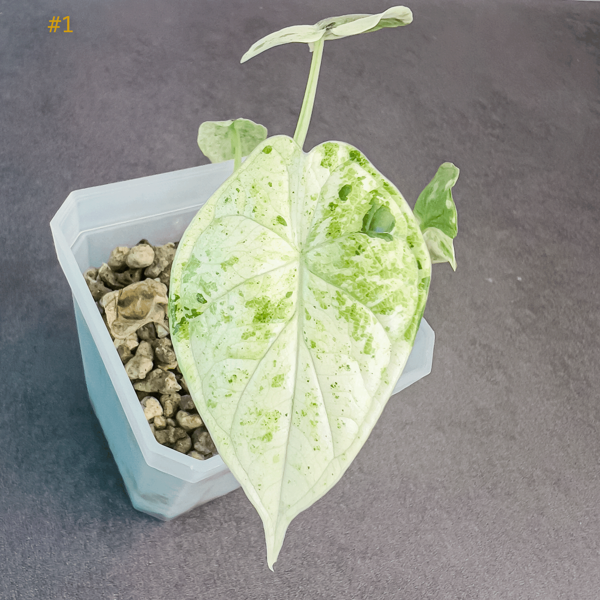 Alocasia Dragon Scale Mint