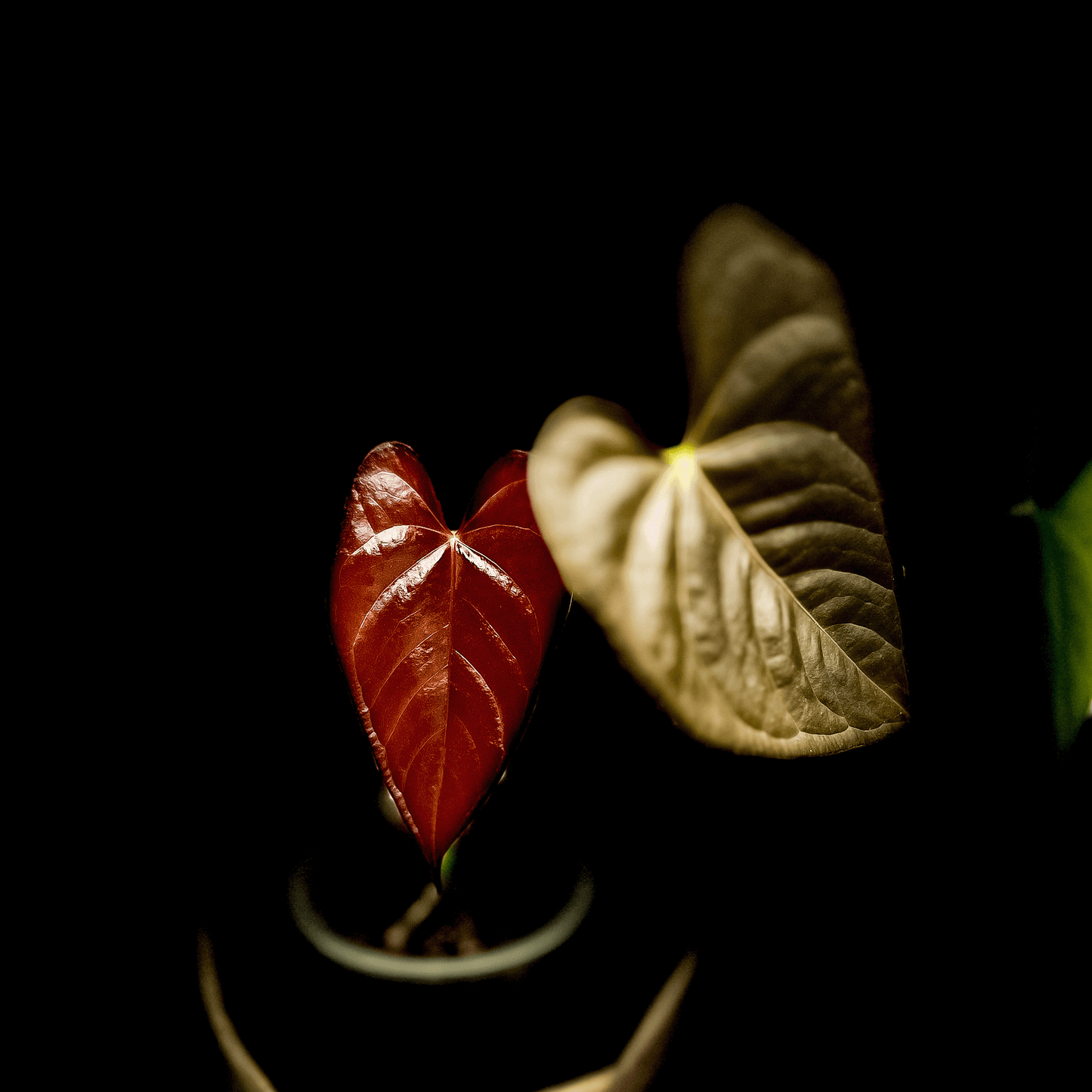 Anthurium Chamberlainii (AC)