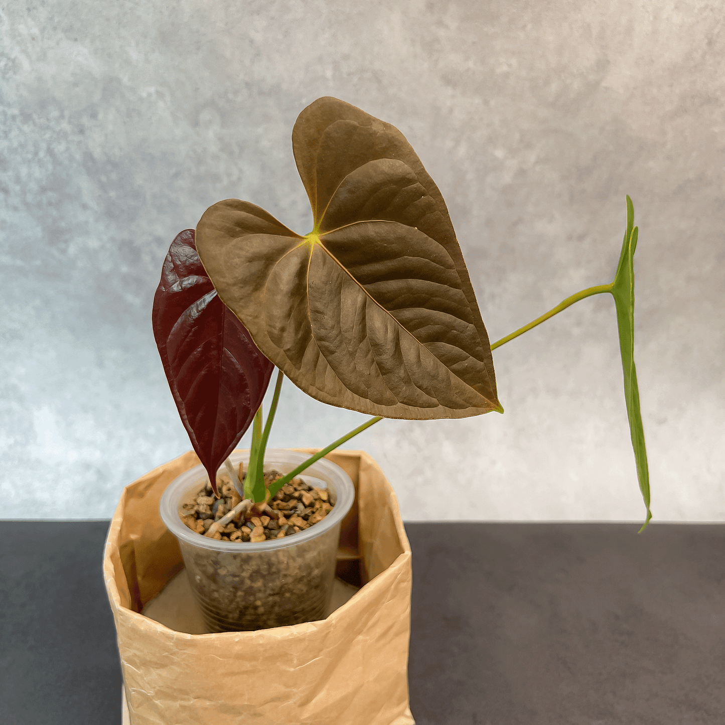 Anthurium Chamberlainii (AC)