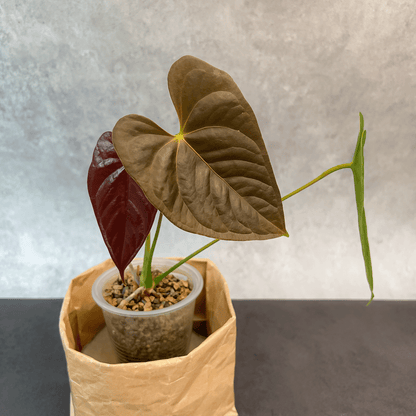 Anthurium Chamberlainii (AC)