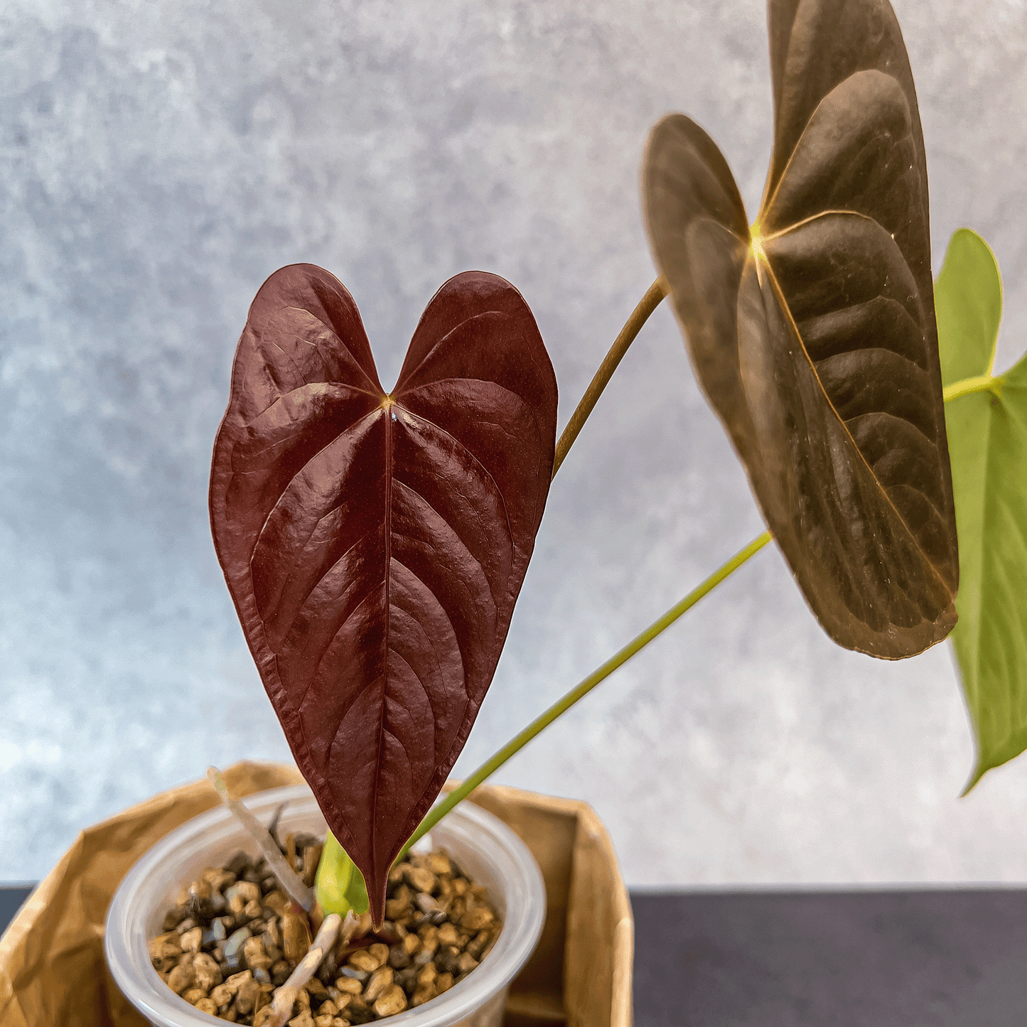 Anthurium Chamberlainii (AC)