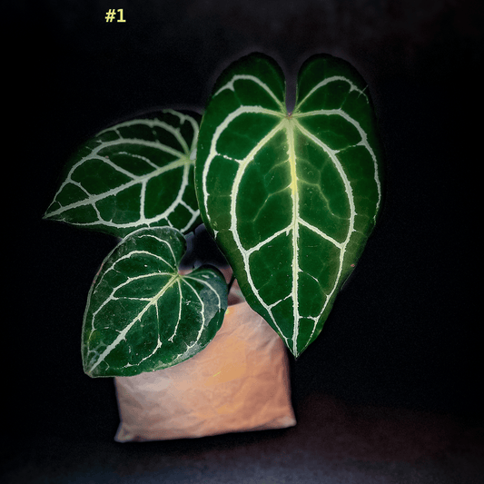 Anthurium Crystallinum Minahasa