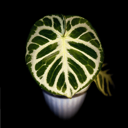 Anthurium Dorayaki Silver