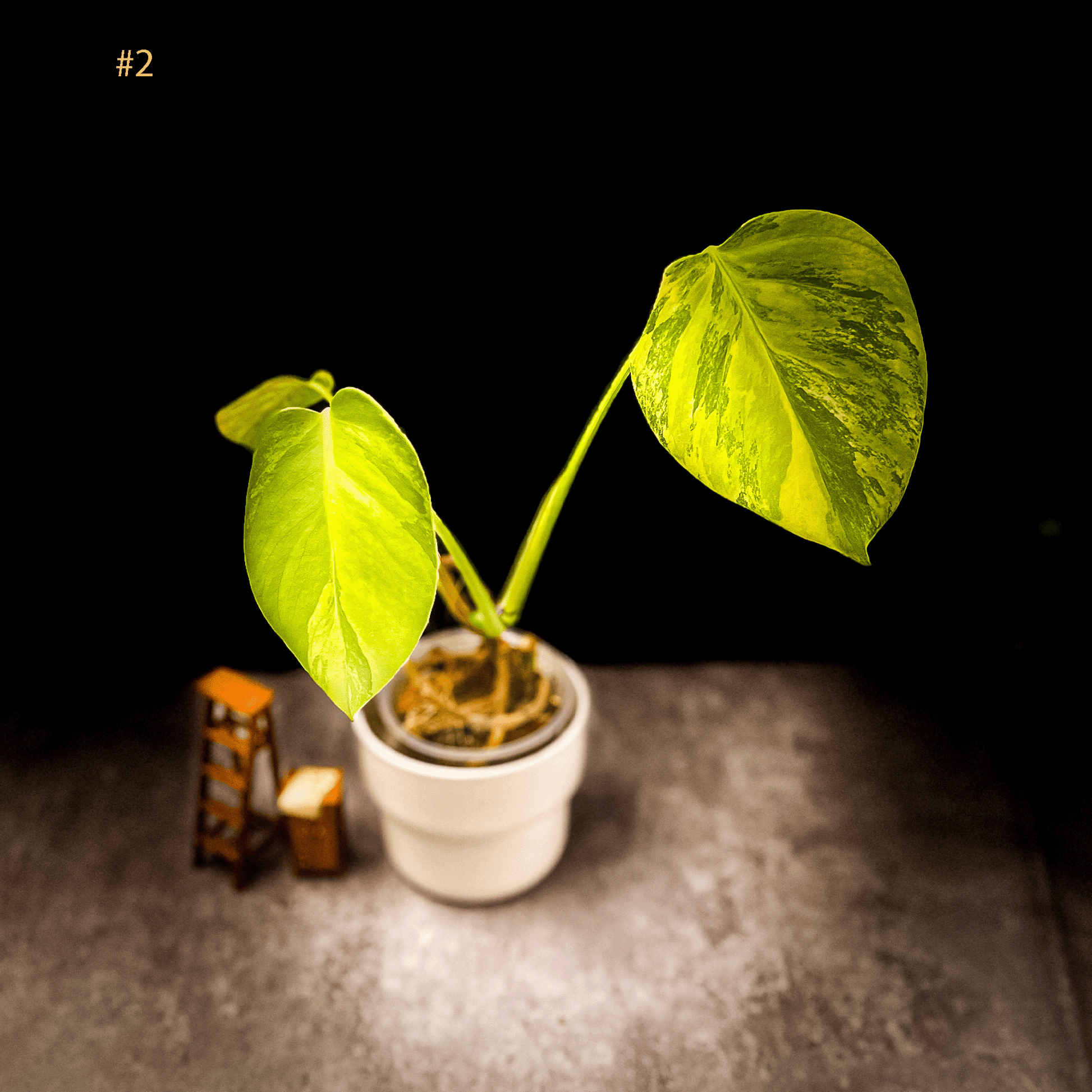  Monstera Deliciosa Aurea