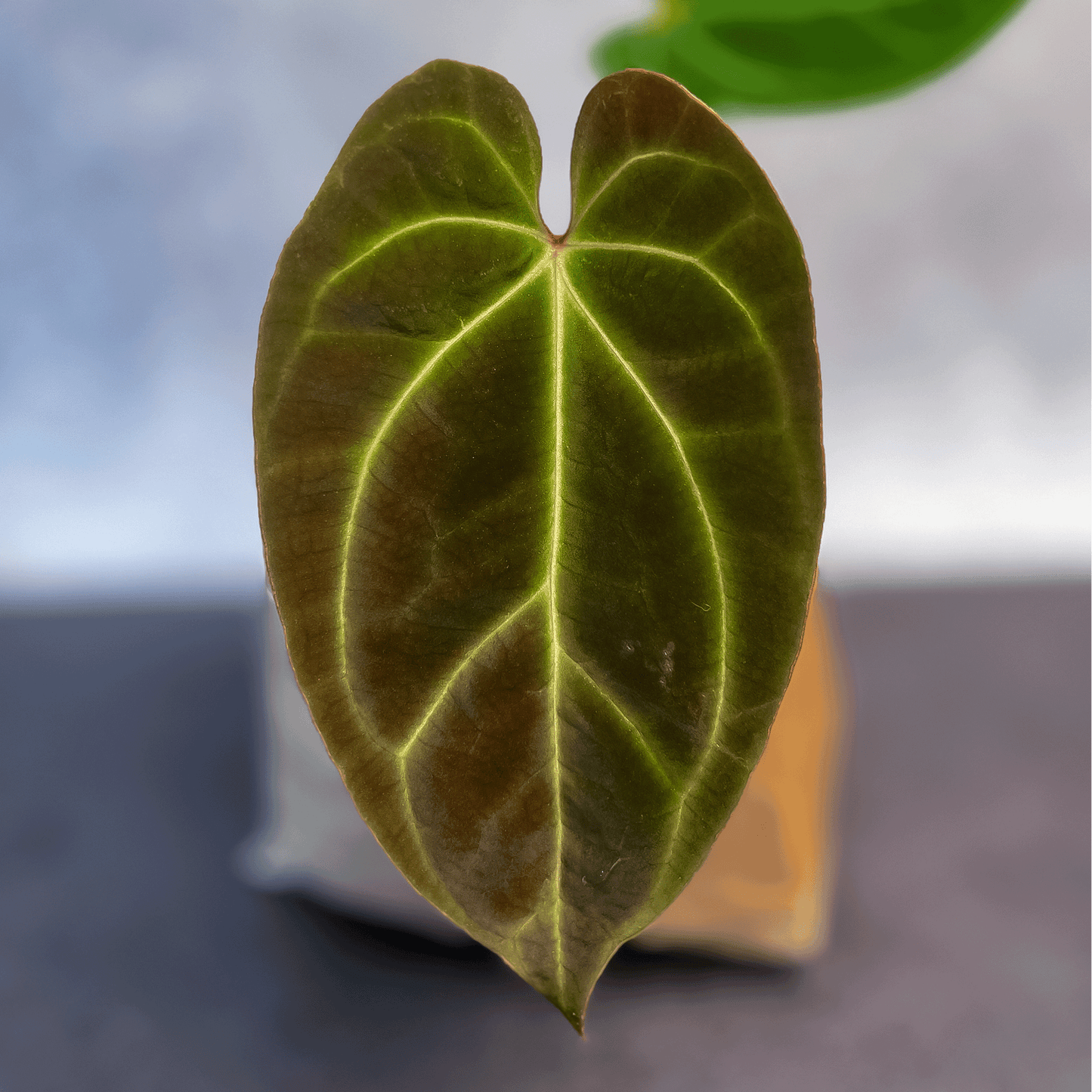 Anthurium Besseae-protoleaf.ca