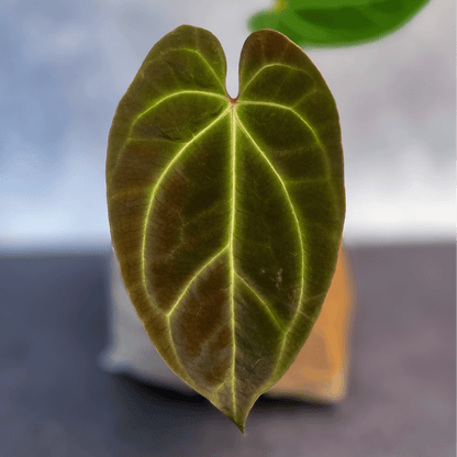 Anthurium Besseae-protoleaf.ca