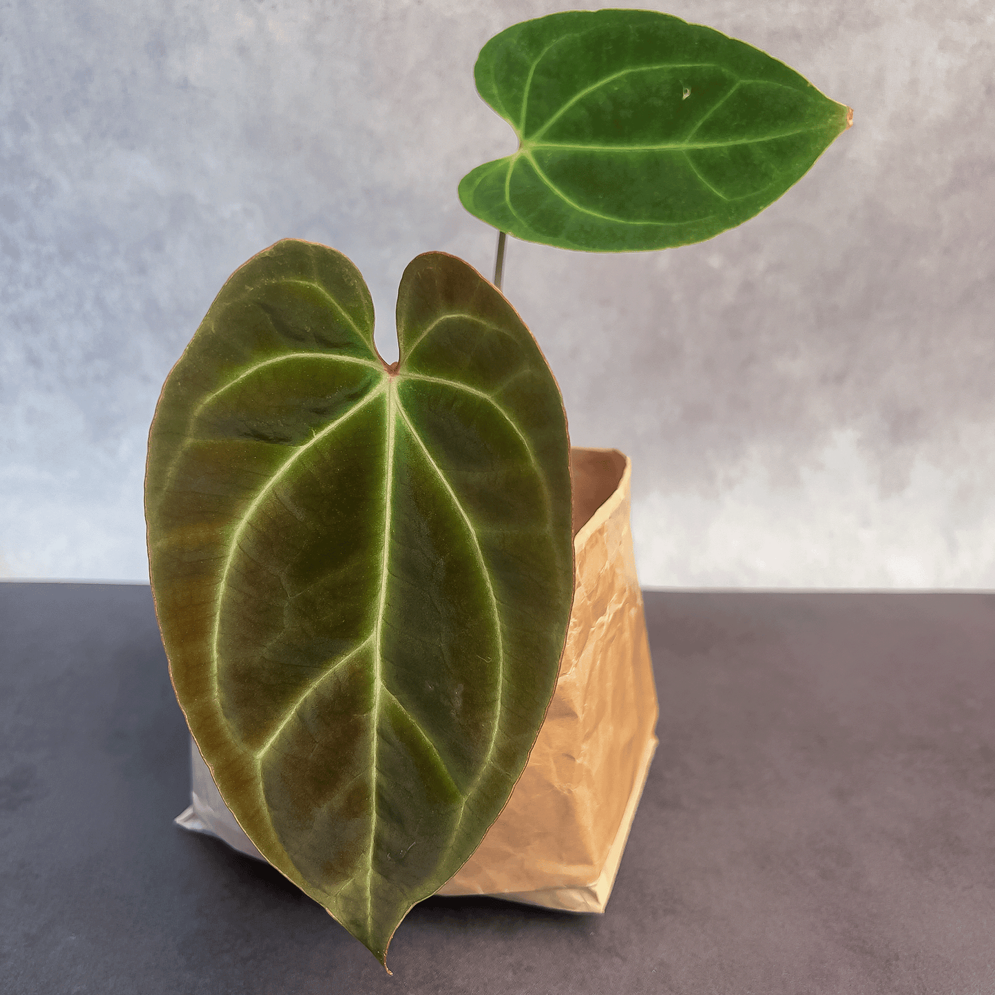 Anthurium Besseae-protoleaf.ca