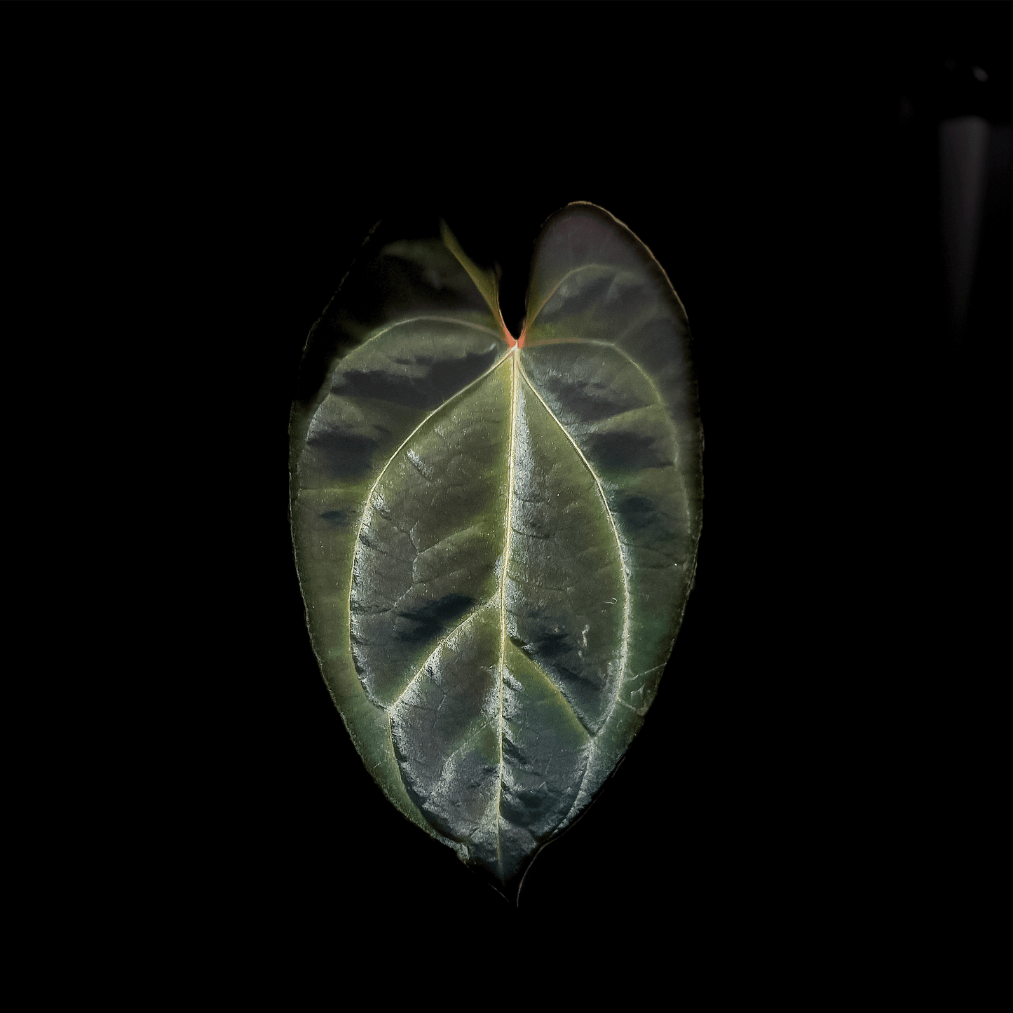 Anthurium Besseae