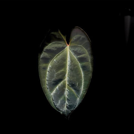 Anthurium Besseae