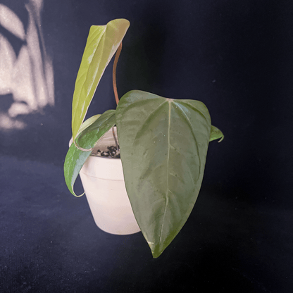 Anthurium Black Sweet