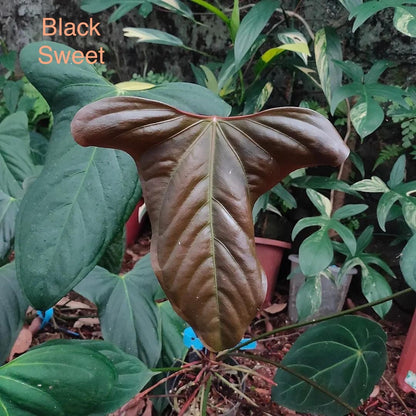 Anthurium Black Sweet