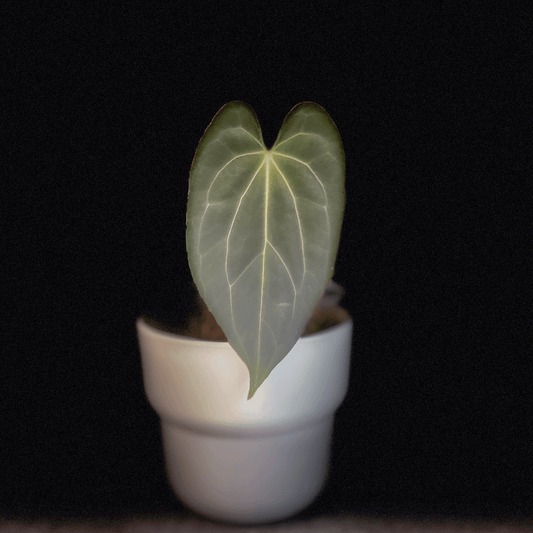 Anthurium Blue Papillilaminum