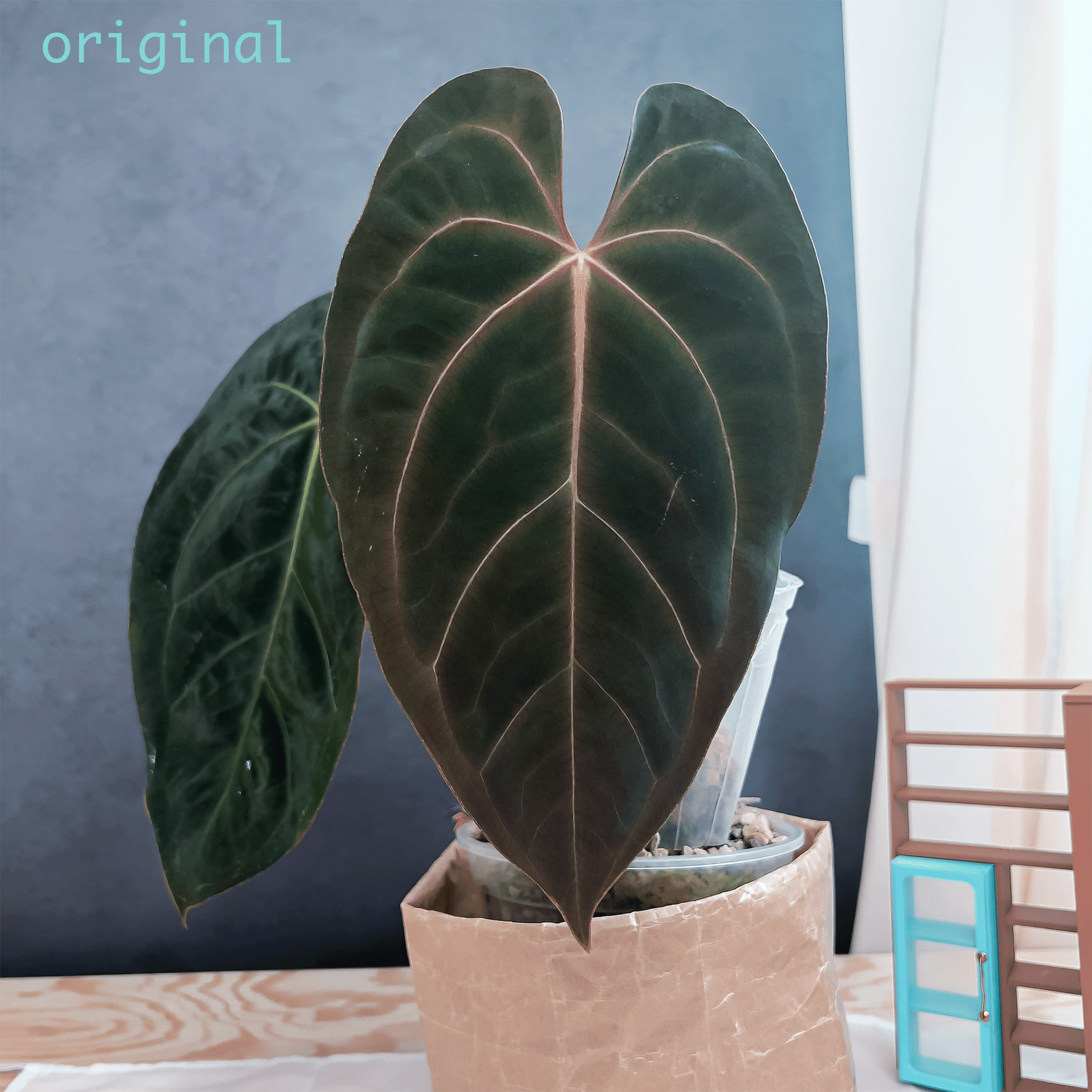 Anthurium Blue Papillilaminum Original