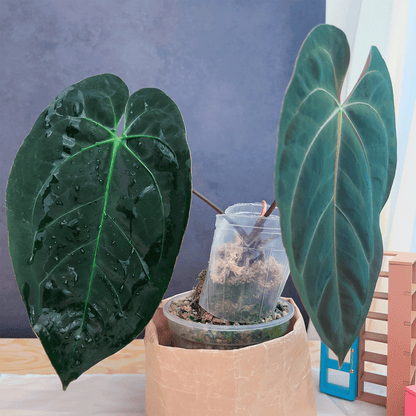 Anthurium Blue Papillilaminum Original