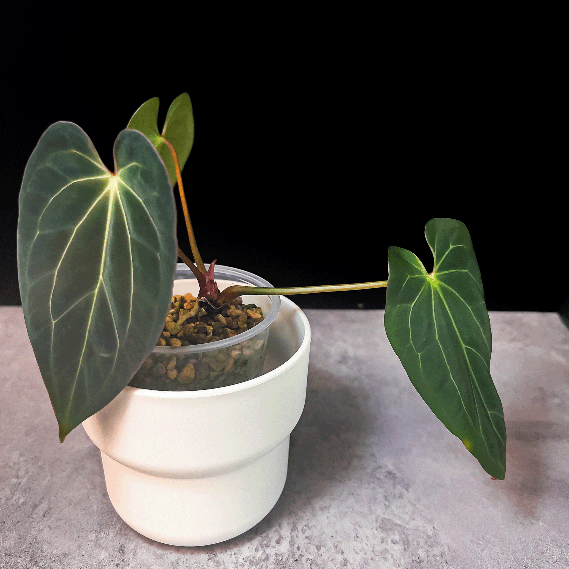 Anthurium Blue Papillilaminum