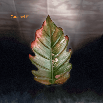 Philodendron Caramel Marble