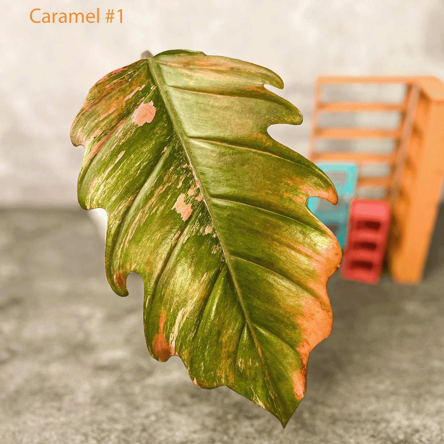 Philodendron Caramel Marble