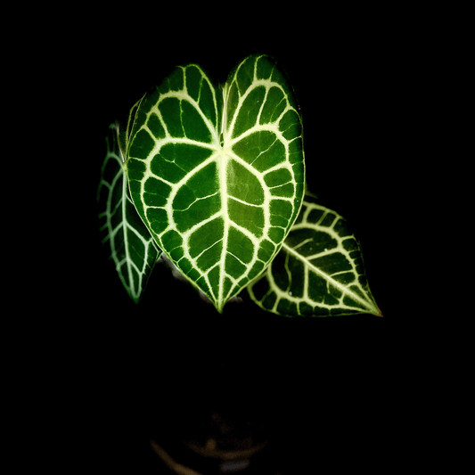 Anthurium Clarinervium