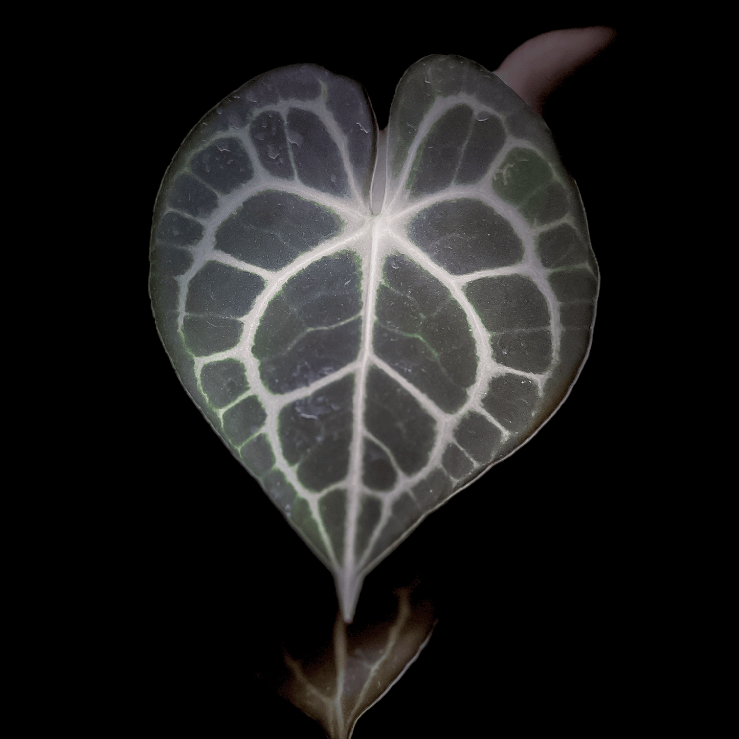 Anthurium Clarinervium