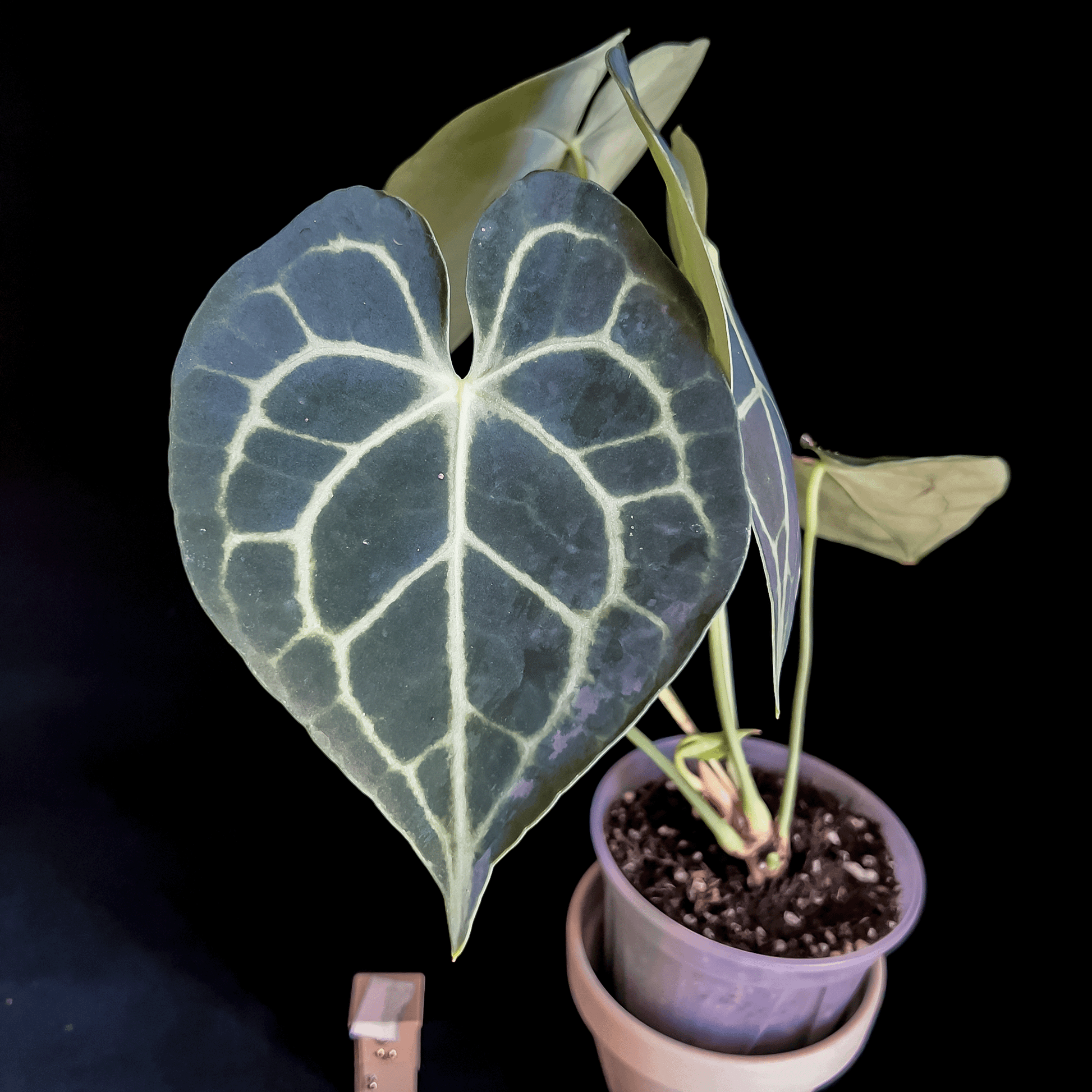 Anthurium Clarinervium