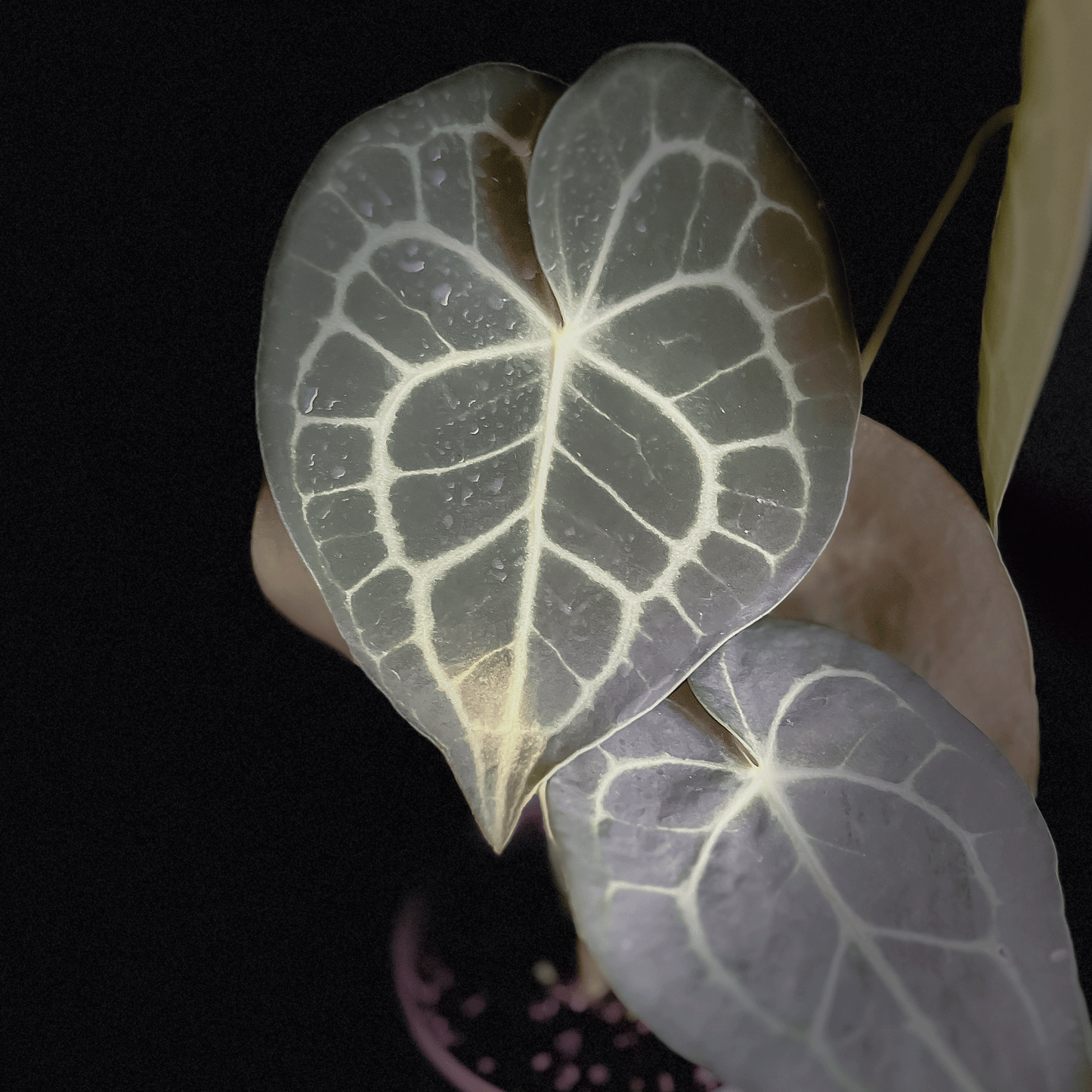 Anthurium Clarinervium