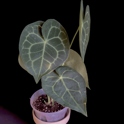 Anthurium Clarinervium