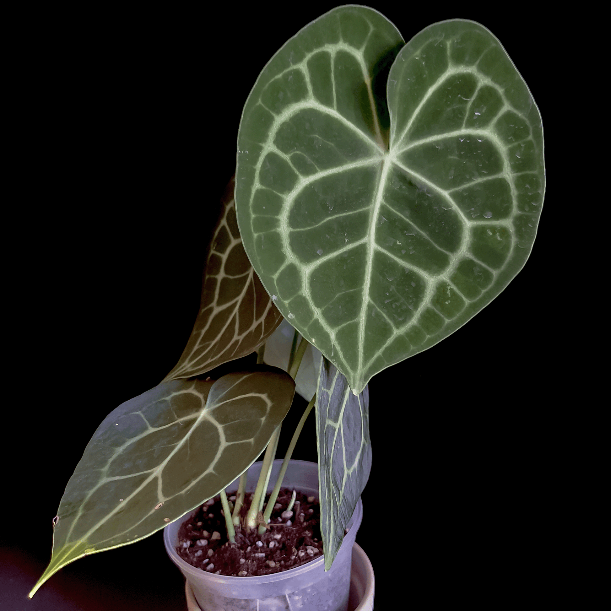 Anthurium Clarinervium