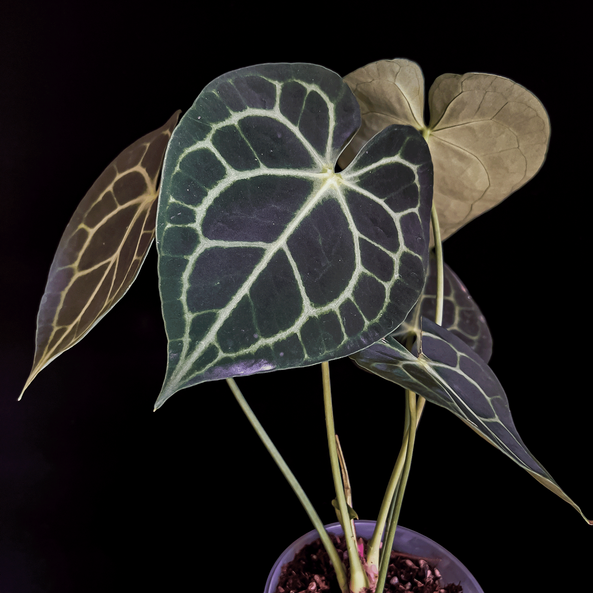 Anthurium Clarinervium