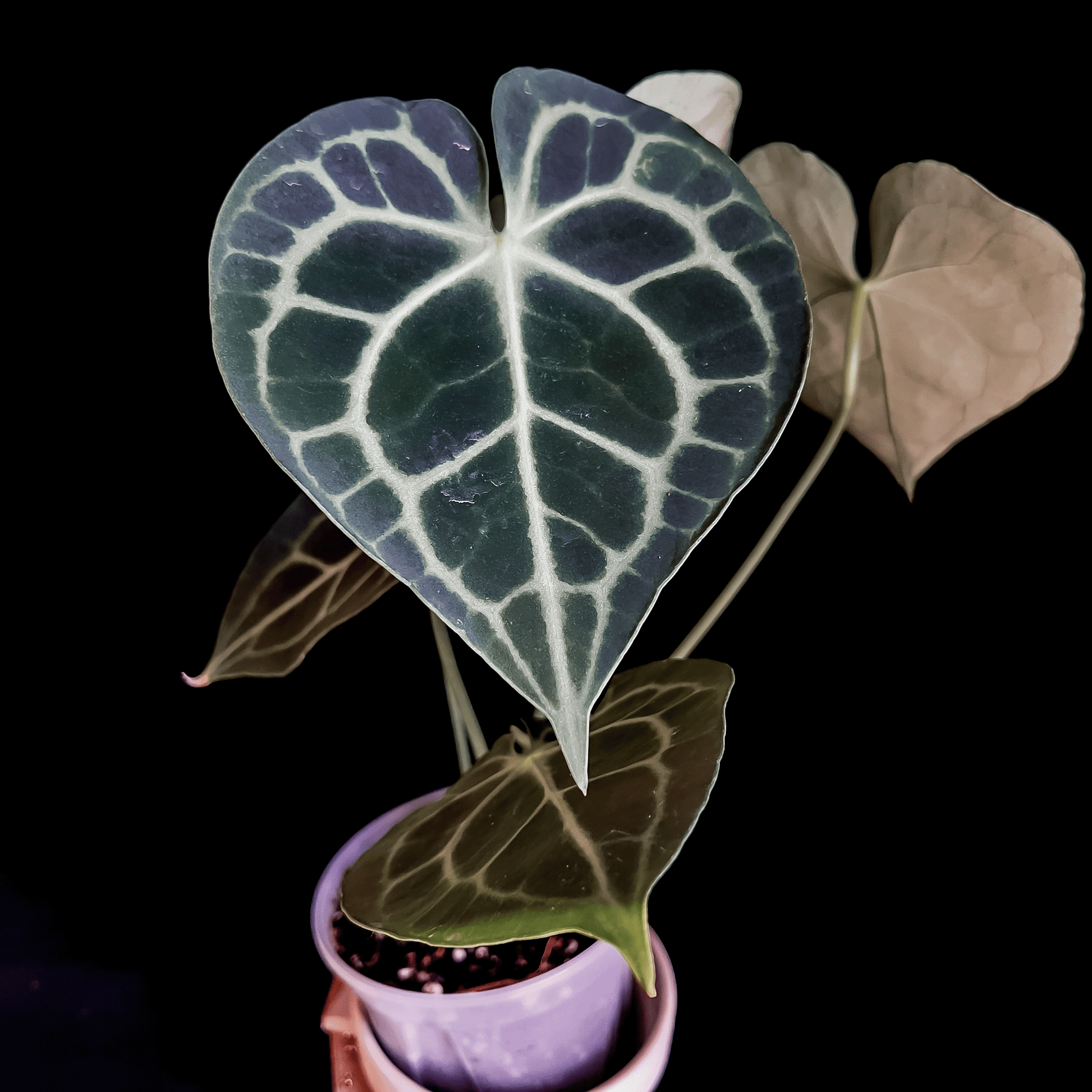 Anthurium Clarinervium