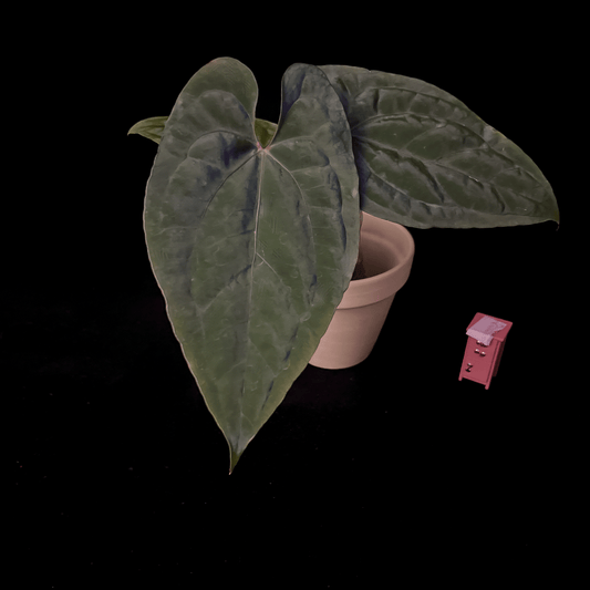 Anthurium Dark Phoenix Red Vein