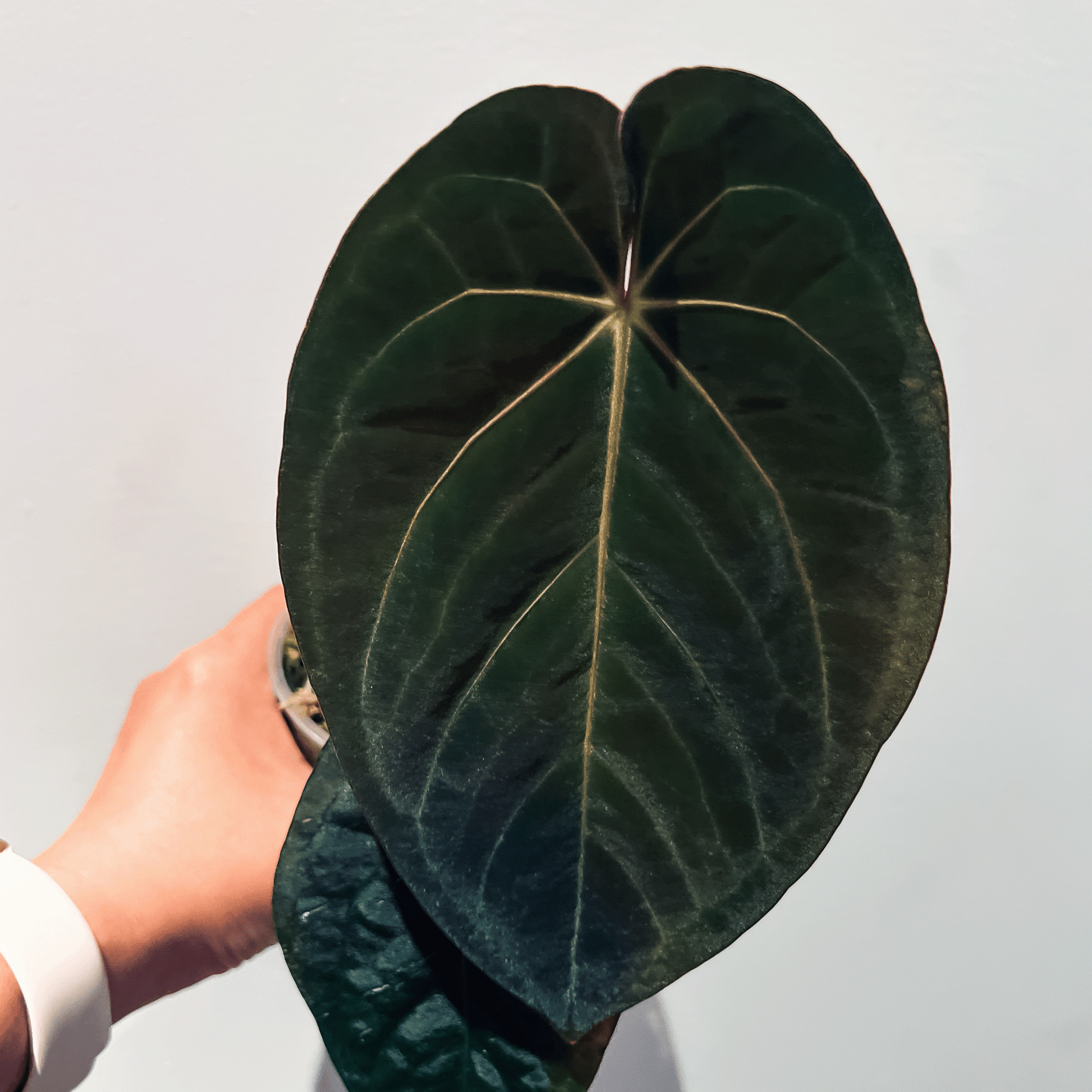 Anthurium Dark Phoenix Original