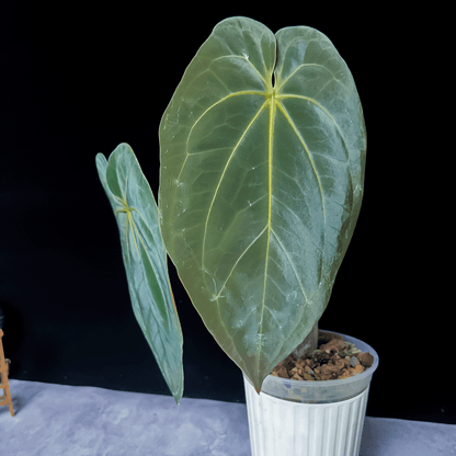 Anthurium Dark Phoenix x Papillilaminum Xone