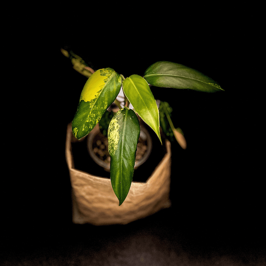 Philodendron Domesticum Variegata