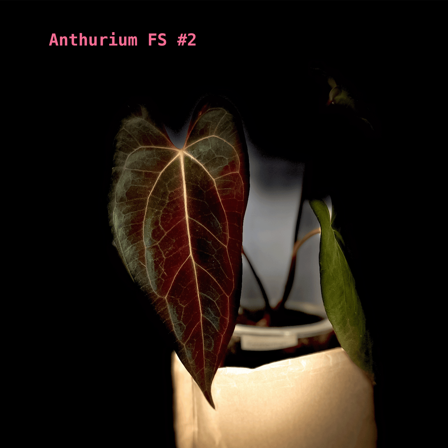 Anthurium Fort Sherman 